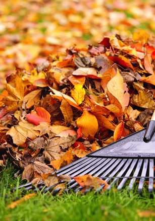 Fall-Clean-up-2
